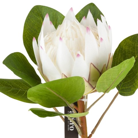 Protea biała_ALURO